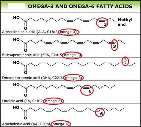 omega 3 saturated or unsaturated|omega 3 to omega 6 ratio.